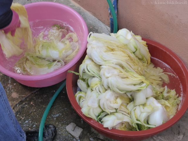 washing cabbages