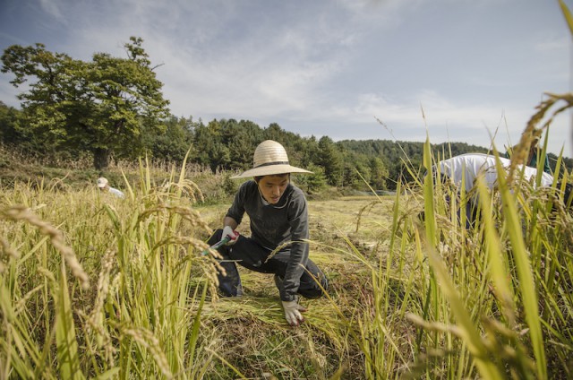 harvesting