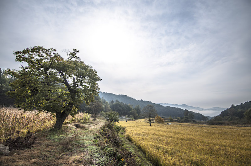 Rice harvest at 최성현 Seonghyun Choi's natural farm in South Korea