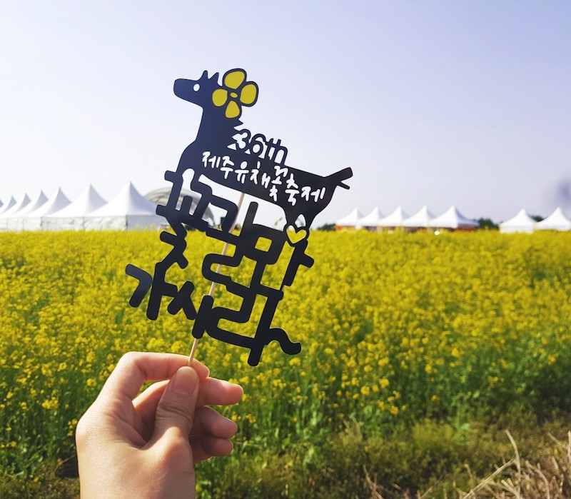 Jeju Canola festival feature